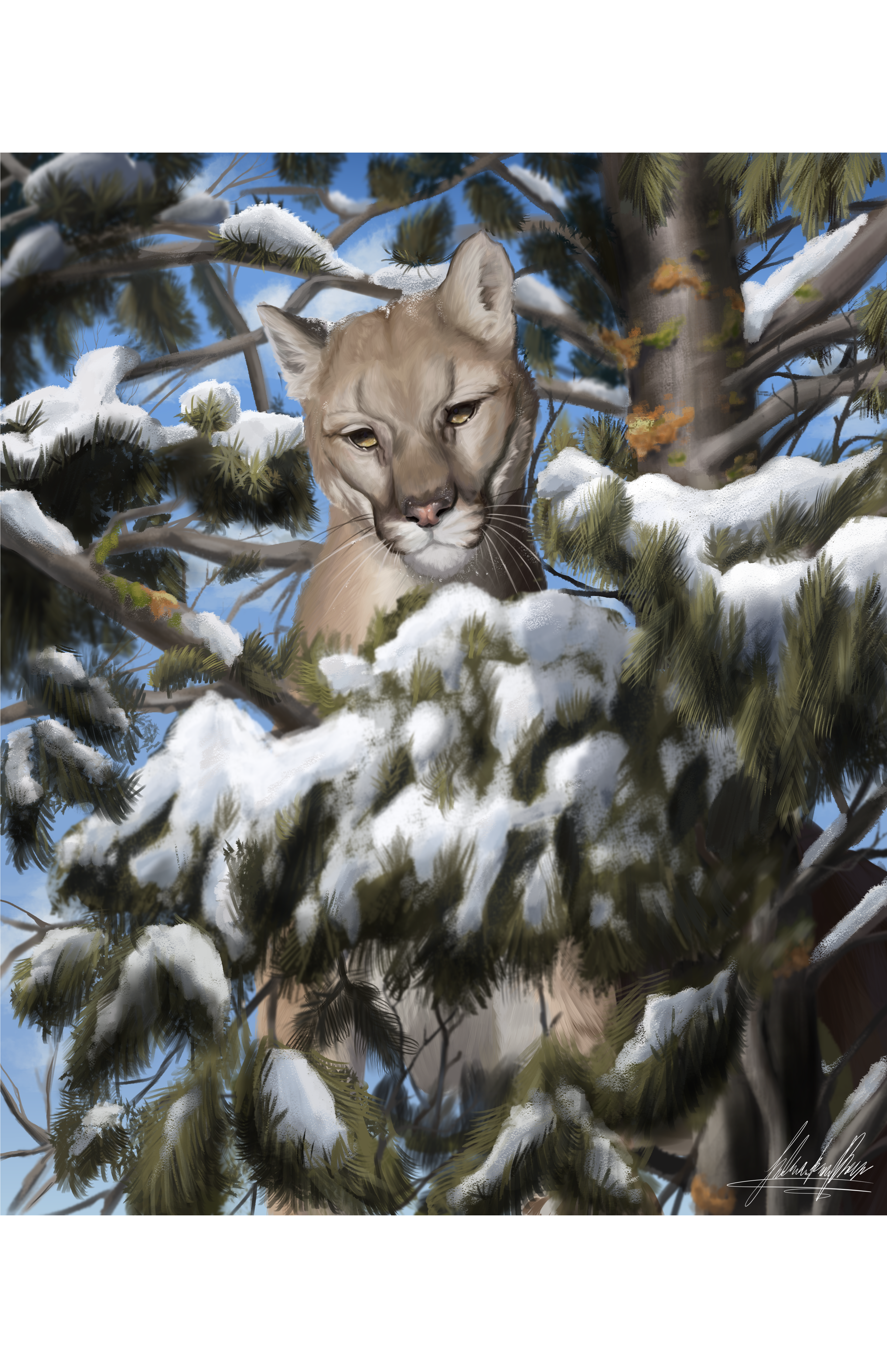 MOUNTAIN LION PRINT